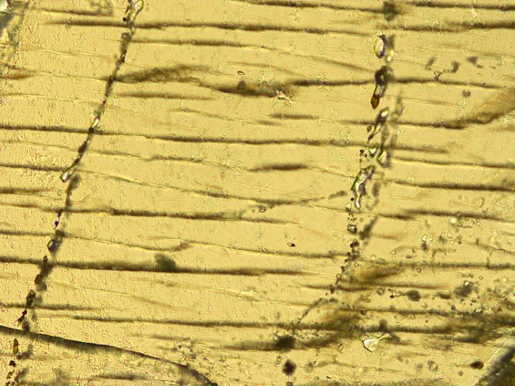 Bubble trains and cleavages in orthopyroxene (width of field 0.593 mm) (image courtesy Tony Irving and Nick Castle).