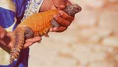 Colorful ‘Dab’ lizard from the Sahara.