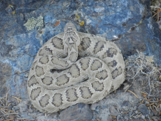 Battle Mountain Expedition - Rattlesnake caught sleeping...