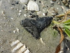 Diving & Digging for Fossils - Surface hunting for fossils around Venice Beach in July 2012.