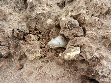 Diving & Digging for Fossils - Shark tooth trying to hide from the hunter!