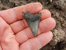 Diving & Digging for Fossils - Nice Mako tooth.
