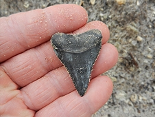 Diving & Digging for Fossils - Perfect fossilized Great White shark tooth.