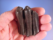 Diving & Digging for Fossils - Fossil bison tooth in excellent condition.