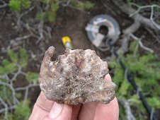 Glorieta Expeditions - 110.6 gram pallasite. View 1