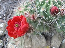 Glorieta Expeditions - Cactus in bloom.