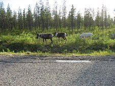 Muonionalusta Expedition - Reindeer were everywhere and a hazard when driving.