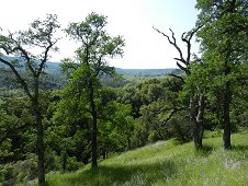 Sutter's Mill Expedition - Hillside behind Moorman property. View 3