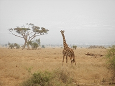 Thika, Kenya Expedition - Giraffe standing tall in the bush.