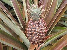 Thika, Kenya Expedition - Pineapple plantations were in the strewnfield, impossible to hunt.