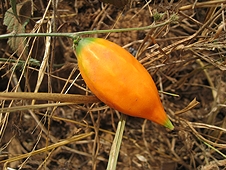 Thika, Kenya Expedition - An odd orange pod in a field.