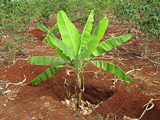 Thika, Kenya Expedition - Interesting way to plant banana trees, control water?