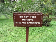 Thika, Kenya Expedition - Don't Feed The Monkeys!