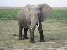 Thika, Kenya Expedition - Elephant striking a pose for the tourists.