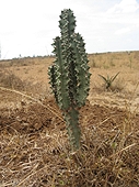 Thika, Kenya Expedition - Smaller cactus were in the strewnfield as well.