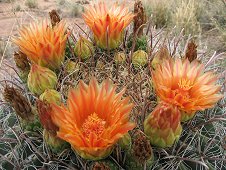 Whetstone Mountains Expedition - Desert cactus in bloom.