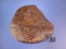 NWA 4301 Ungrouped Enstatite Meteorite