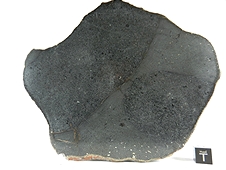 NWA 7319 L5 Melt Breccia Meteorite