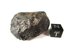 NWA 869 L4-6 Chondrite Meteorite