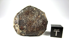 NWA 869 L4-6 Chondrite Meteorite